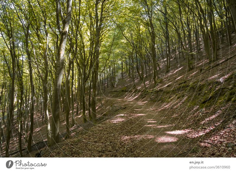 Hiking trail through a beech forest Forest forest path Beech wood Deciduous forest deciduous trees Book shady Shadow Light and shadow Summer spring Seasons