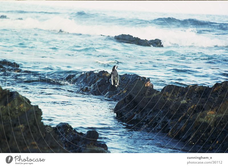 P1- penguin, lonely Penguin South Africa Indian Ocean Coast Nature´s valley Blue