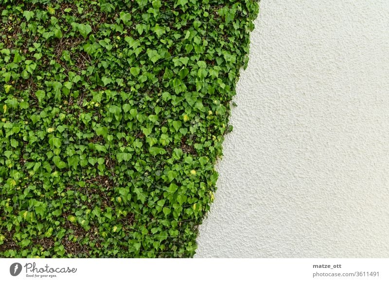 Wall design with ivy in green and white Wall (building) Wall (barrier) Wall plant Ivy Plant house wall White obliquely third leaves bailer Exterior shot Day