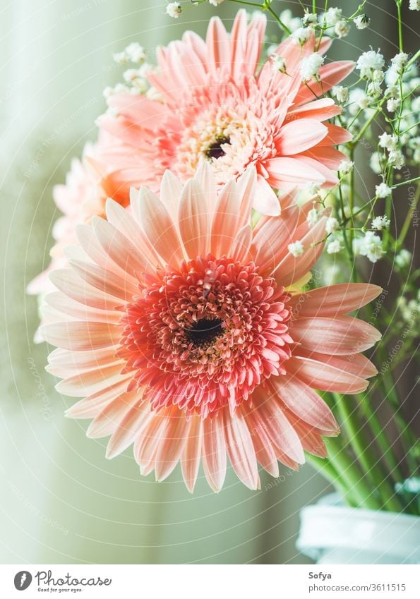 Pink gerbera daisy flowers bouquet pink mothers day wedding womens day background flowers day design pastel floral vintage summer texture lifestyle nature