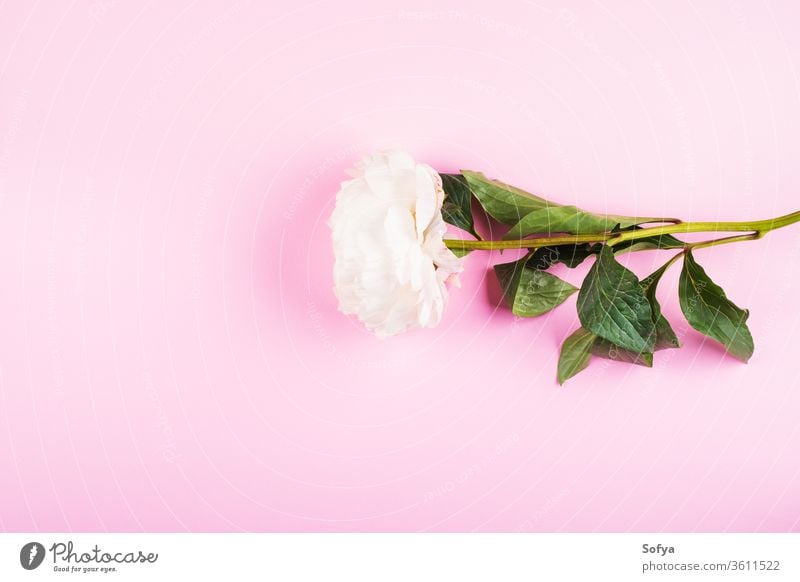 White peony on pink background. Flat lay flower pastel beauty wedding woman flat lay design mothers day minimal womens day greeting card abstract floral frame