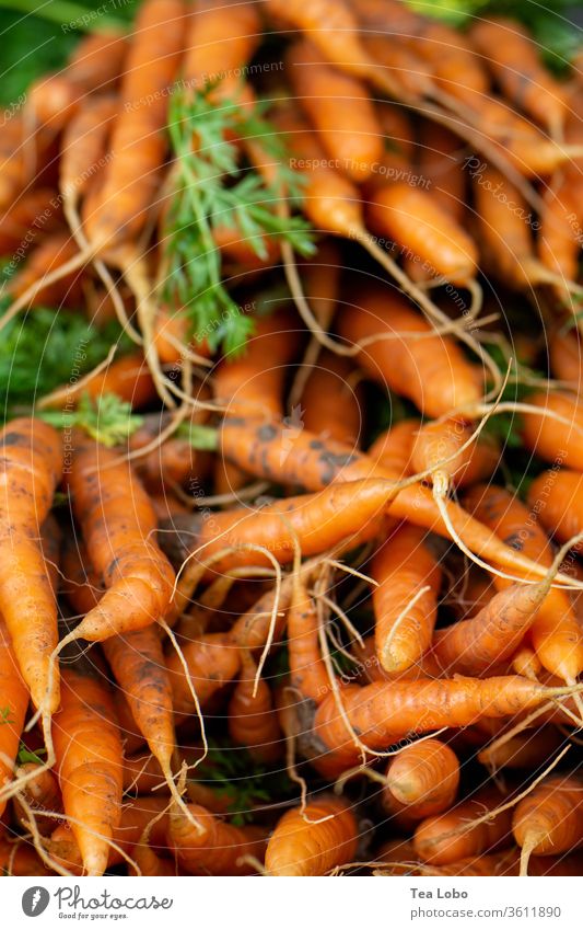 Heap of carrots Marketplace Organic produce Vegetable Vegetarian diet Vegan diet Food Nutrition Fresh Healthy Delicious Lunch Dinner Salad Fasting