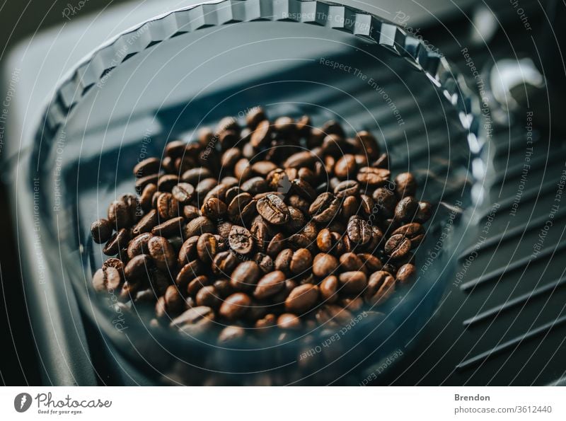 Freshly roasted coffee beans in hopper in home espresso machine Grinder agriculture arabic arabica aroma aromatic background beverage black breakfast brown cafe
