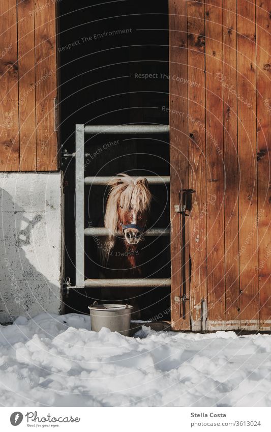 Pony in his stable in winter Bangs Winter Farm Snow chill Exterior shot White Deserted Frost Nature Colour photo Shallow depth of field paddock animals Horse