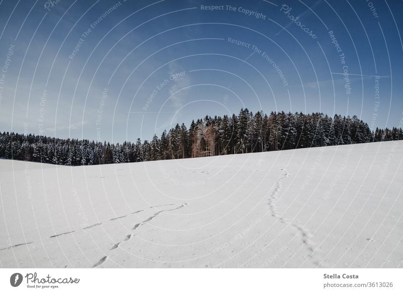 Winter landscape - snow panorama December Holidays in winter Black Forest Subdued colour Calm Gray Day Freeze Shallow depth of field Weather Snow layer White