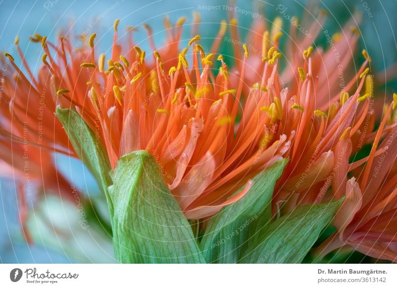 South African Scadoxus multiflorus, part of the flowerhead Amaryllidaceae stamens stamina petals southern plant ornamental Haemanthus blood lilly geophyte showy