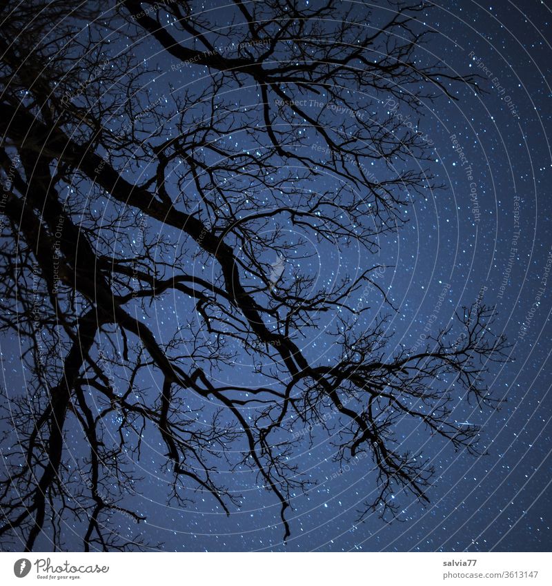 cosmic connection Starry sky Tree Branches and twigs Sky Nature Night universe cosmos Environment Winter bare trees Deserted stars Astronomy Starlit