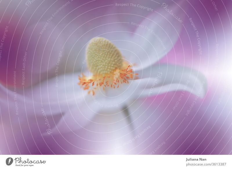 Beautiful Nature Background.Macro Shot of Amazing Spring Magic Anemone Flowers.Border Art Design.Magic light.Extreme close up Photography.Conceptual Abstract Image.Fantasy Floral Art.Creative Artistic Wallpaper.Web Banner.Violet and White Colors.