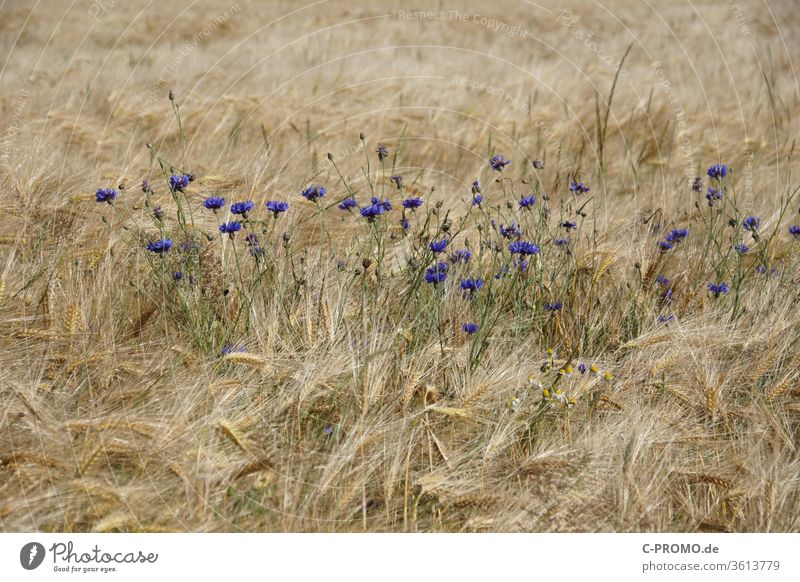 Cornflowers in the cereal field I Grain field Summer agrarian Nature Crops