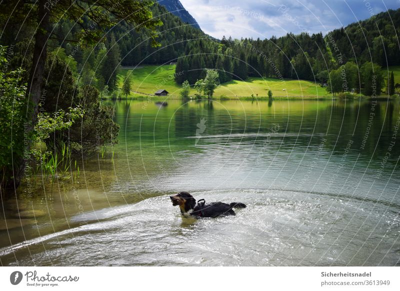 Dog in the lake Lake mountain lake Bavaria Alps Water Landscape Colour photo Vacation & Travel Nature Mountain Exterior shot Summer Deserted Day Relaxation