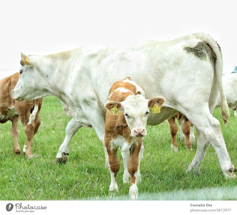 That's what happy cows look like. Calf with mother cow in the pasture. chill Meadow Animal Willow tree green Agriculture Farm animal Cattle Exterior shot Nature