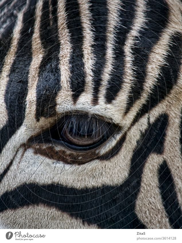 Zebra eye zebra closeup animal mammal wild wildlife black white stripes striped pattern fur horse africa african safari lashes