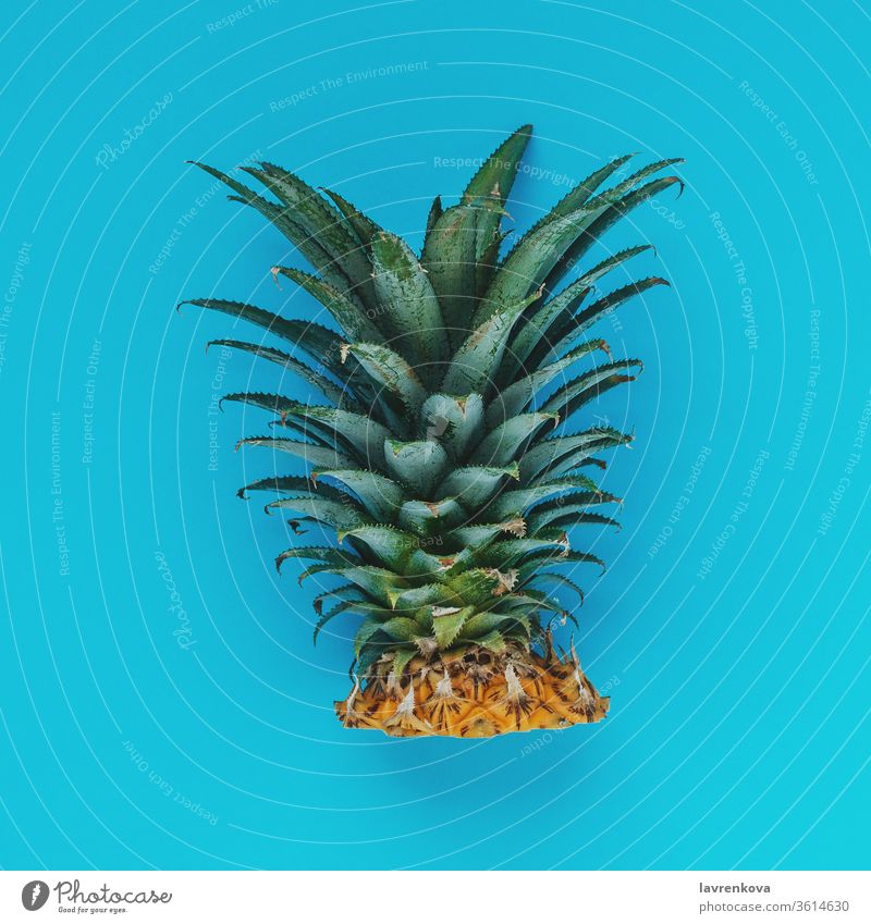 Flatlay of cut off pineapple leaves on cyan background, square image fruit tropical leftovers plant organic nature health diet vitamin exotic juicy color green