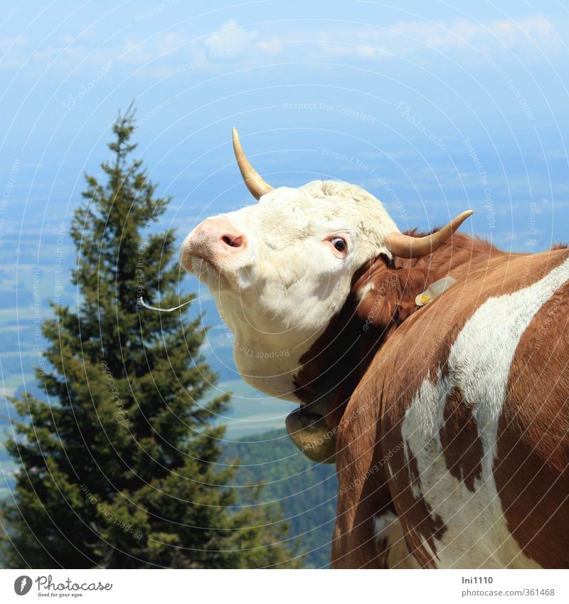 AST6 Inntal | Insect plague on a brown-colored cow Environment Nature Landscape Plant Animal Sky Clouds Spring Beautiful weather Tree Alps brown colorful Cow 1
