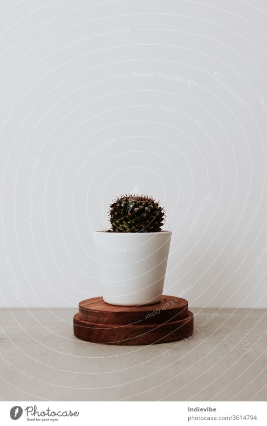 Minimalist home office closeup concept with tiny cactus in white ceramic pot on wooden ring for air purification to help promote productivity green plant