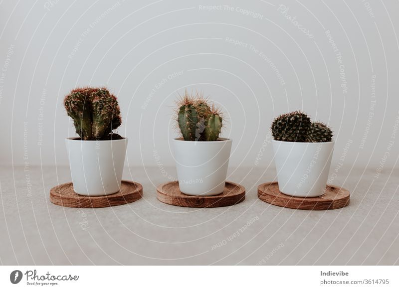 Three mini cactus in white ceramic pots on grey concrete table background green plant spring flower nature thorn botany decoration flowerpot desert grow cacti