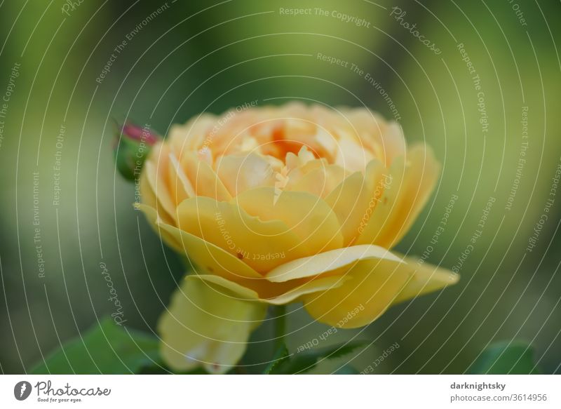 Yellow rose in detail flowers bleed yellow pink Pink breeding Garden Summer Exterior shot Fragrance Deserted Close-up lovely Beauty & Beauty Love