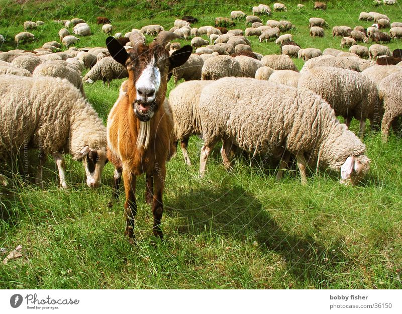 bock to the gardener Buck Sheep Goats Superior Green Animal Calm Watchfulness