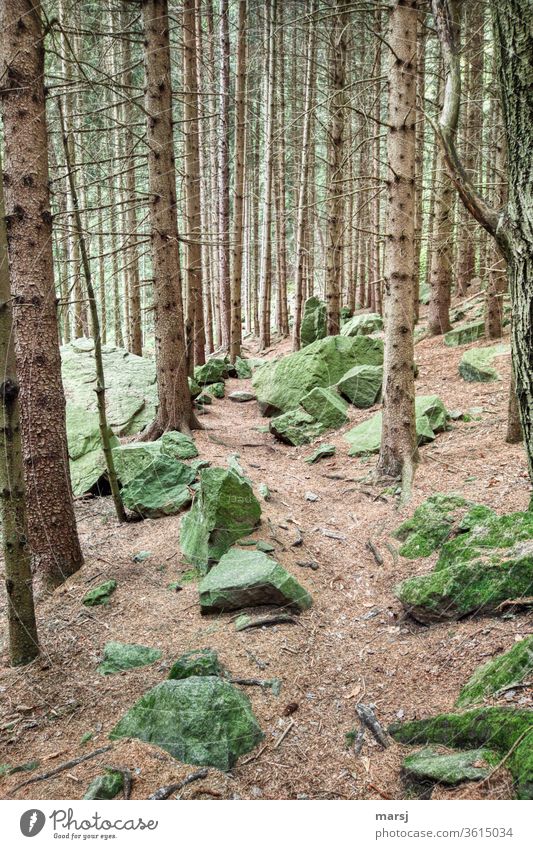 Green, mossy boulders in coniferous forest Forest Rock stones forest soils Mystic Coniferous forest moss-covered Enchanted forest Nature green Colour photo