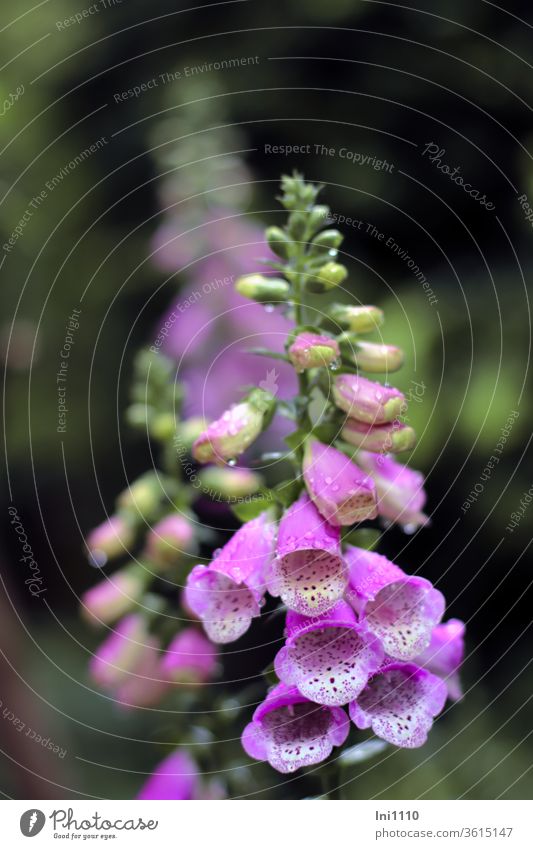Red thimble Digitalis purpurea in the rain Thimble Thimbles Wild plant Poisonous plant Forest Garden Forest bell Drops of water bell-like Plantain plants Summer