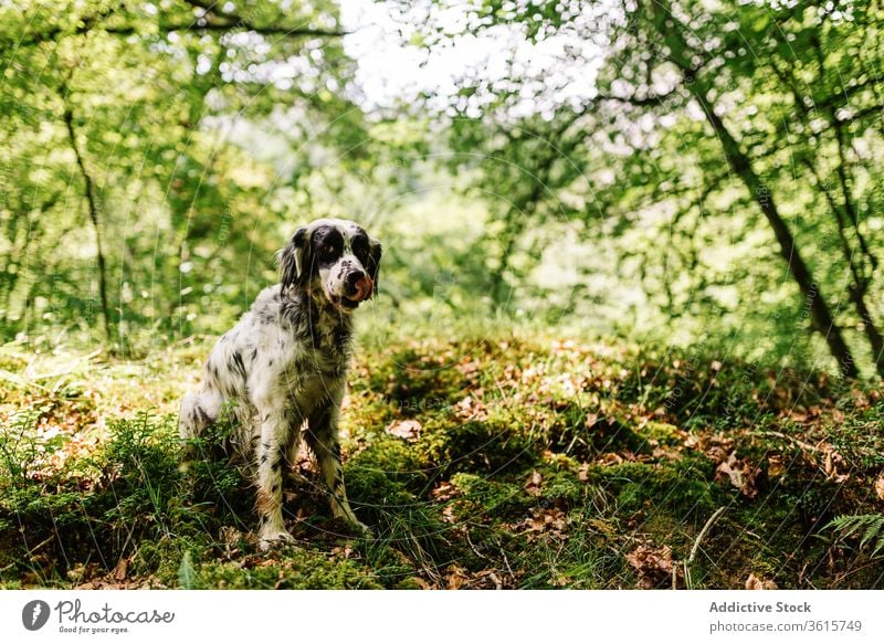 Cute English Setter in countryside dog english setter animal domestic cute rural road adorable canine asturias spain nature pet mammal relax sit obedient loyal