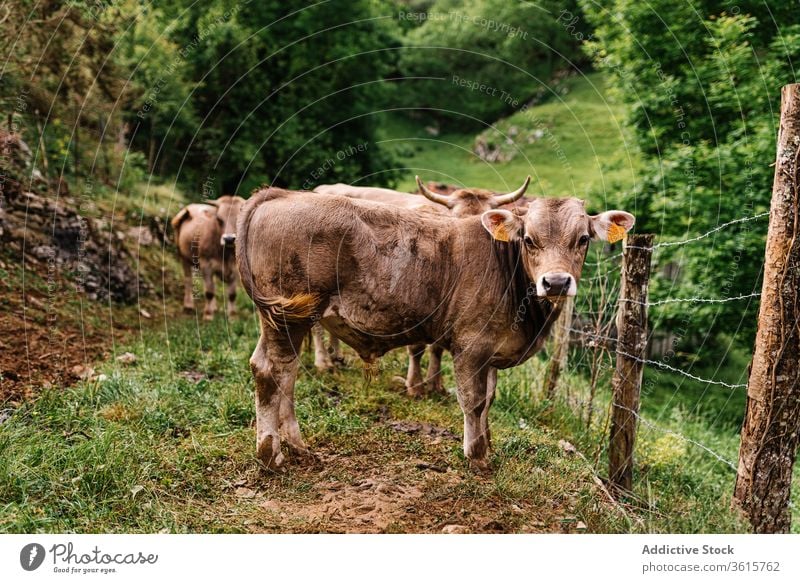 Cow in pasture in countryside cow graze animal fence domestic herd rural cattle asturias spain livestock meadow farm environment stand summer grass nature