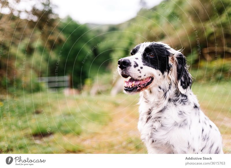 Cute English Setter in countryside dog english setter animal domestic cute rural road adorable canine asturias spain nature pet mammal relax sit obedient loyal