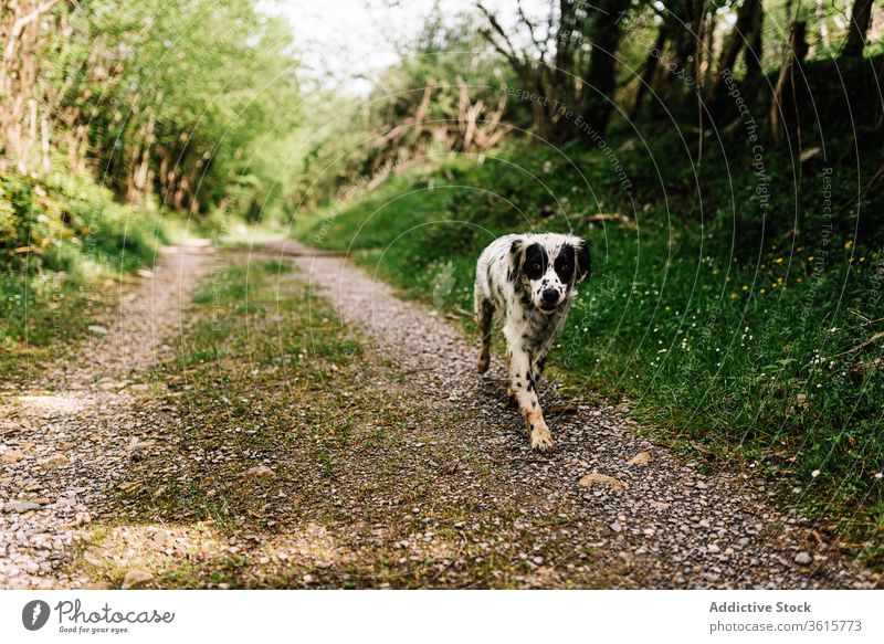 Cute English Setter in countryside dog english setter animal domestic cute rural road adorable canine asturias spain nature pet mammal relax path walk obedient