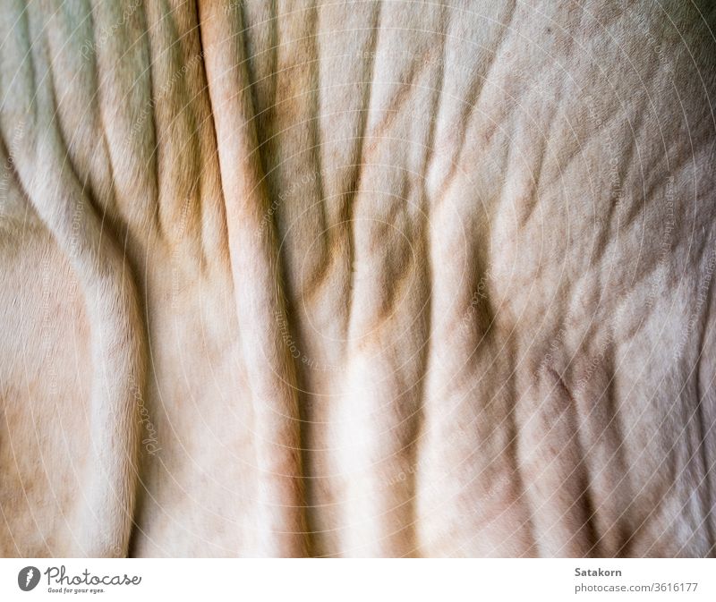 Close up texture of cow skin animal surface farm white tan background leather bull cattle bovine design nature abstract weird