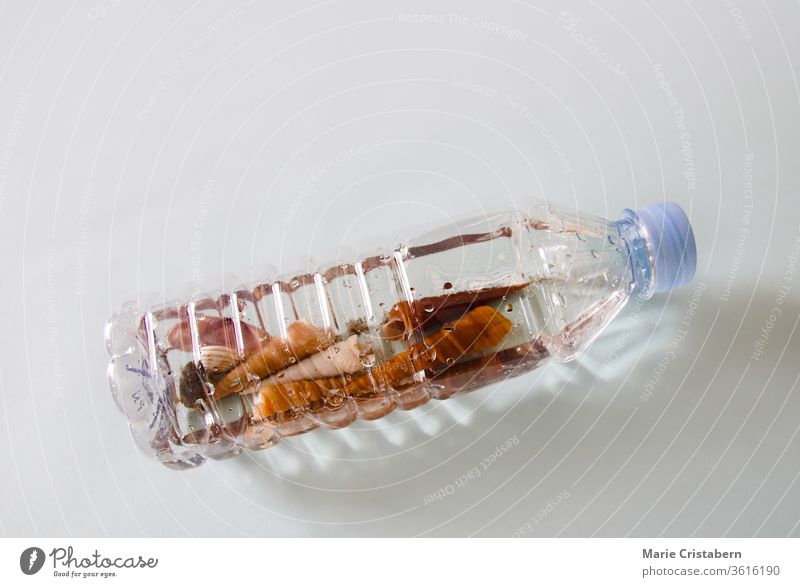 Shells inside a plastic disposable water bottle showing concept of ocean pollution, plastic pollution and environmental damage conceptual photo