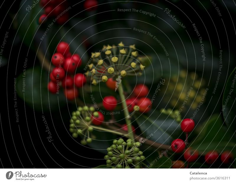 ivy and the red berries of holly on a dark background Plant Nature flora Ivy fruiting body Berries Ilex Holly creeper Dark Green Red Yellow Leaf Medicinal plant