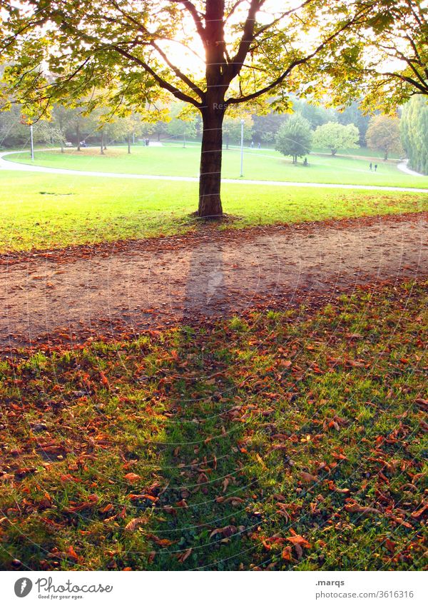 Late summer evening Park tree Deciduous tree Meadow late summer Back-light Lanes & trails leaves Beautiful weather Evening Relaxation warm colors