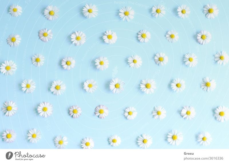 Beautiful flower , white daisies on pastel blue background.  Top view. Soft light  for special offers as advertising or  other ideas. Flat lay. - a Royalty Free Stock Photo from Photocase