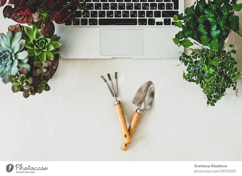 Remote online purchases of garden plants and equipment. A comfortable stylish freelancer's workplace with laptop and indoor plants succulents. remote distance