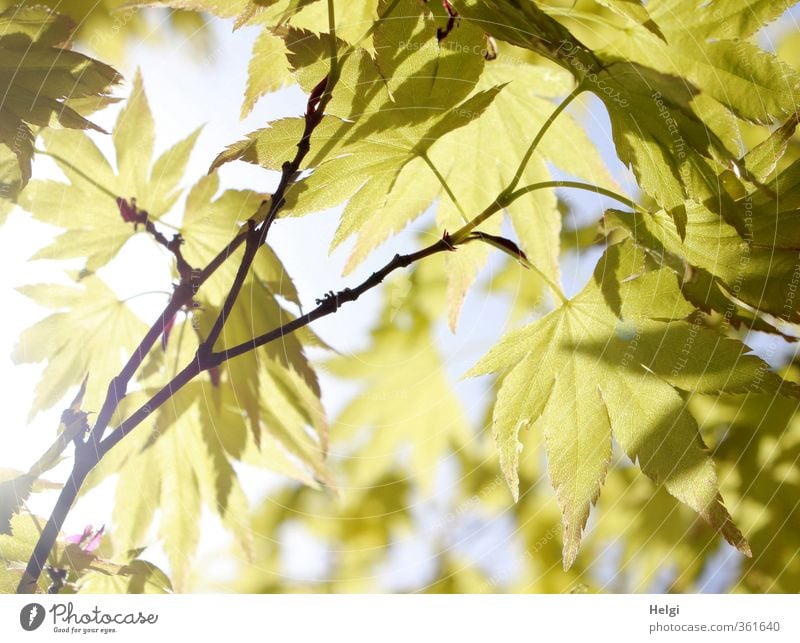 foliar Environment Nature Plant Summer Beautiful weather Tree Leaf Maple tree Maple leaf Twig Rachis Park Hang Illuminate Growth Esthetic Exceptional Natural