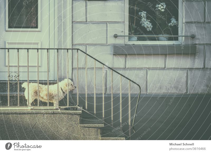 Little dog stands on a staircase and looks attentively Dog Pet Animal Colour photo Exterior shot Cute Looking Curiosity Love of animals Peaceful observantly