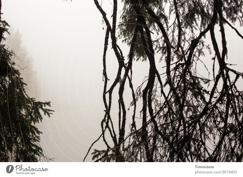 Trees and branches in the fog at the Mummelsee tree Spruce Branches and twigs Fog Misty atmosphere Lake Lakeside Exterior shot Nature Twigs and branches Water