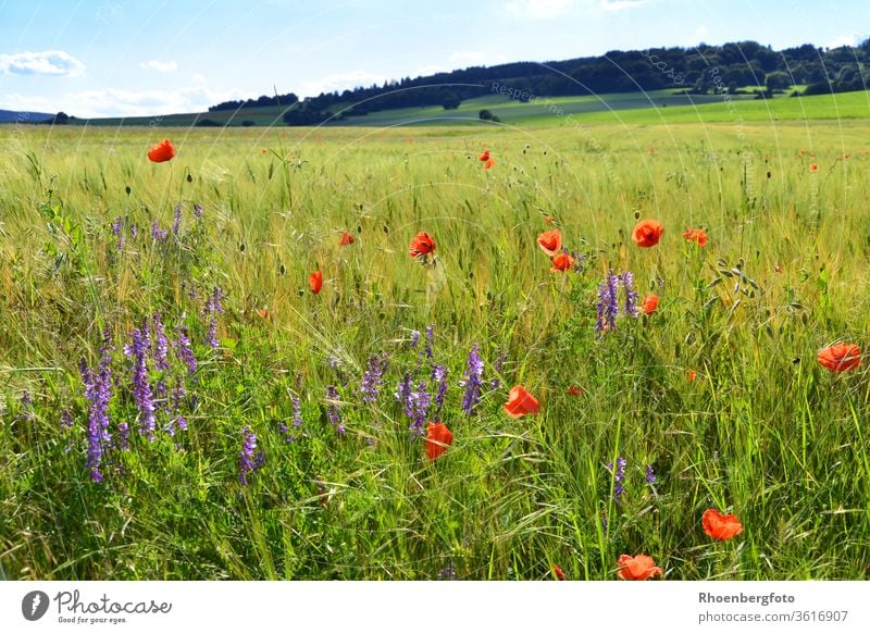 Vetch and poppies in a cereal field Grain Field Poppy flowers vetch Red purple Grass grasses Rhön Thuringia Summer Nature Landscape herbs Weed Plant green