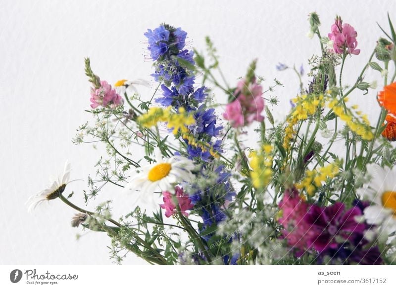 Field Flower Bouquet bleed flowers variegated Meadow Lupines Marguerites Field flowers Yellow White Pink pink green Violet purple Wild natural Nature already