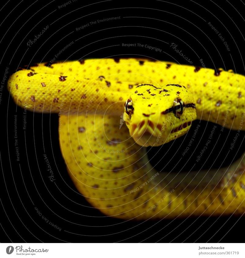 Baby tree python Pet Wild animal Snake constrictor 1 Animal Baby animal Wait Aggression Threat Exotic Yellow Watchfulness Animosity Poverty Dangerous Observe