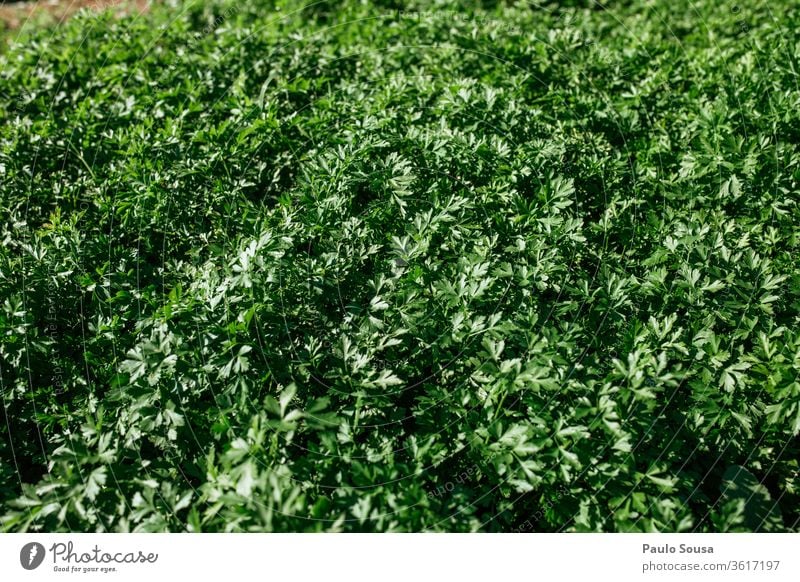 Parsley plantation Herbs and spices Organic produce Organic farming Farm Plant Plantation Vegetable Fresh Green Garden Ingredients Colour photo Food