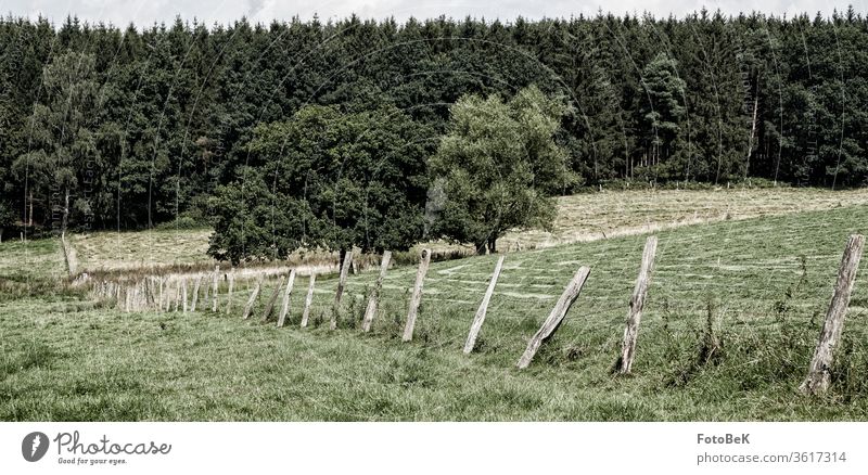 Mowed meadows in front of a forest with a weathered fence Meadow Field Agriculture Hay harvest huts Edge of the forest Fence Fence posts green Harvest Contrast