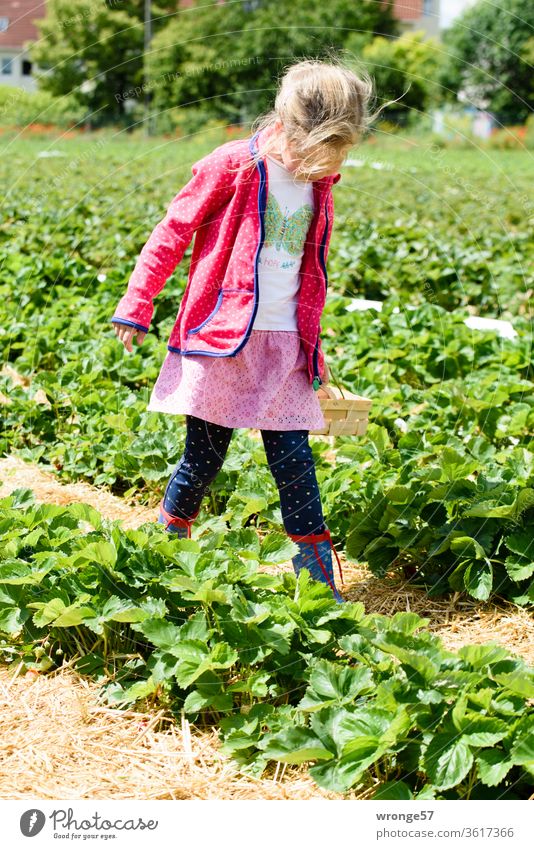 close to nature | a butterfly in a strawberry field topic day Girl Child track search Strawberry search strawberry season Strawberry harvest Strawberry Rows