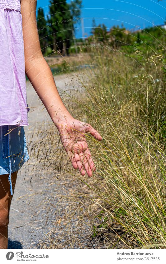 Small girl hand gently stroking dry plants on a path surrounded by nature solitude barley beautiful palm scene sunny walking woman idea ripe medicine wheat