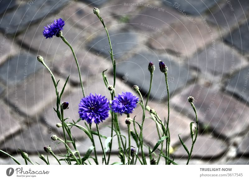 Three flowering cornflowers blue with some stems and buds stand beside the road in front of diagonally lying cobblestone grey bleed blue shining pedicel Bud