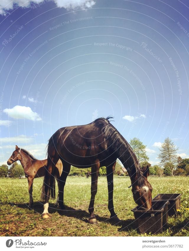 There's a cowboy coming in from the barber shop. What did he say? Horse Foal Meadow Drinking Mother Sweet good weather Sky paddock Country life Trough