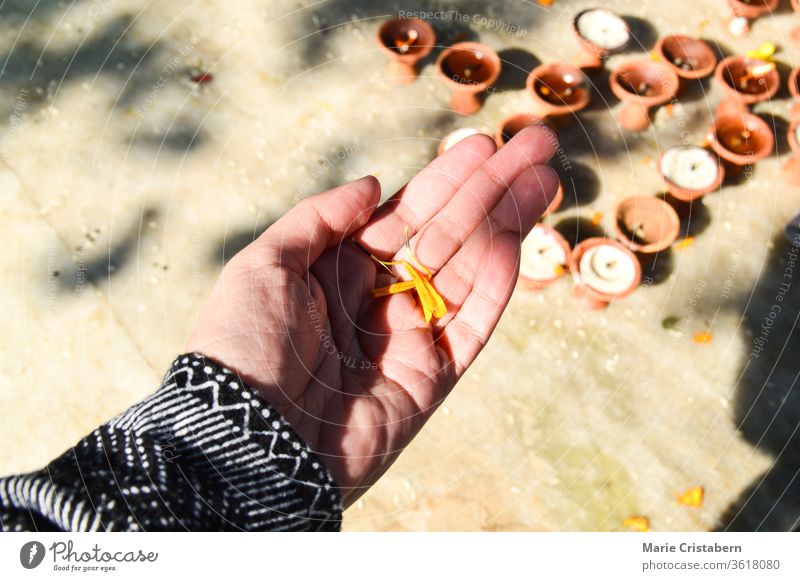 Marigold petals in the hand as a holi offering during Diwali Festival Hinduism religion copy space cultural peace symbol happy diwali prosperity ethnicity