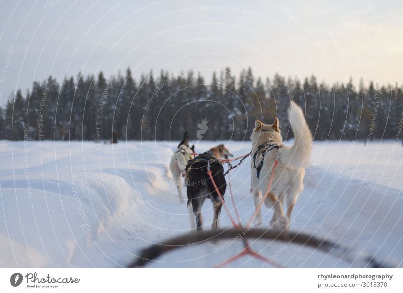 Husky sledding over a frozen lake at sunset winter sleigh snow husky animal dog sledge polar cold white active lapland forest harness carriage run musher canine