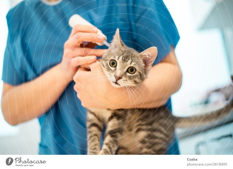 Female veterinarian doctor uses ear drops to treat a cat veterinary eardrops animal pet kitten feline grey gray nurse medicine treatment disease sick ill