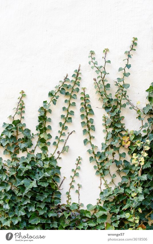 Ivy climbs up a light wall ranked vine Creeper Plant green Exterior shot Colour photo Wall (building) Wall (barrier) Tendril Leaf tendrils Deserted Growth